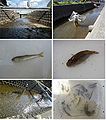 2011年12月15日 (木) 15:08時点における版のサムネイル